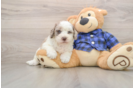 Mini Labradoodle Pup Being Cute