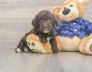 5 week old Mini Labradoodle Puppy For Sale - Windy City Pups