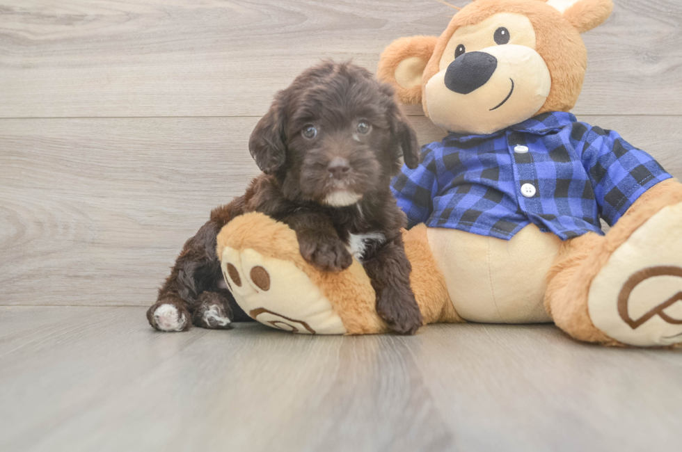 6 week old Mini Labradoodle Puppy For Sale - Windy City Pups