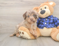 5 week old Mini Labradoodle Puppy For Sale - Windy City Pups