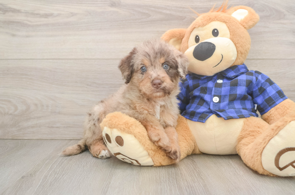 5 week old Mini Labradoodle Puppy For Sale - Windy City Pups