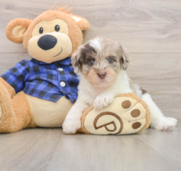 5 week old Mini Labradoodle Puppy For Sale - Windy City Pups