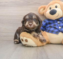 6 week old Mini Labradoodle Puppy For Sale - Windy City Pups