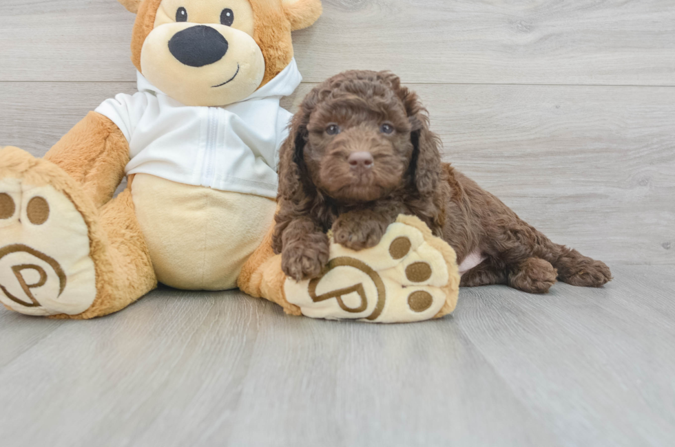 5 week old Mini Labradoodle Puppy For Sale - Windy City Pups