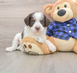 6 week old Mini Labradoodle Puppy For Sale - Windy City Pups