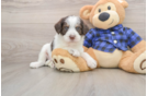 Sweet Mini Labradoodle Baby