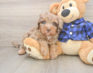 5 week old Mini Labradoodle Puppy For Sale - Windy City Pups