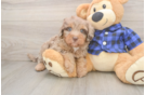 Petite Mini Labradoodle Poodle Mix Pup