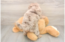 Cute Mini Labradoodle Baby