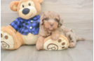 Mini Labradoodle Pup Being Cute