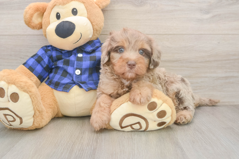 Mini Labradoodle Pup Being Cute