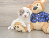 5 week old Mini Labradoodle Puppy For Sale - Windy City Pups