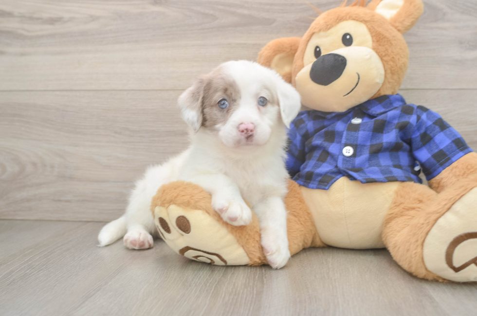 5 week old Mini Labradoodle Puppy For Sale - Windy City Pups