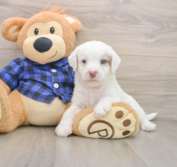 6 week old Mini Labradoodle Puppy For Sale - Windy City Pups
