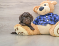 8 week old Mini Labradoodle Puppy For Sale - Windy City Pups