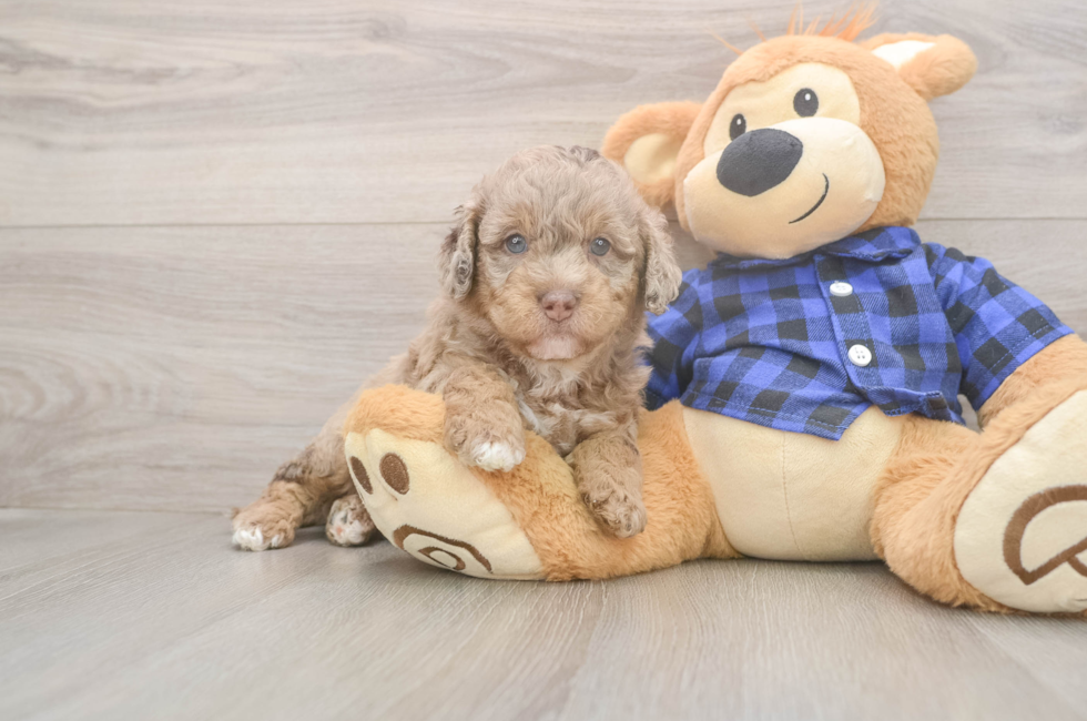 5 week old Mini Labradoodle Puppy For Sale - Windy City Pups