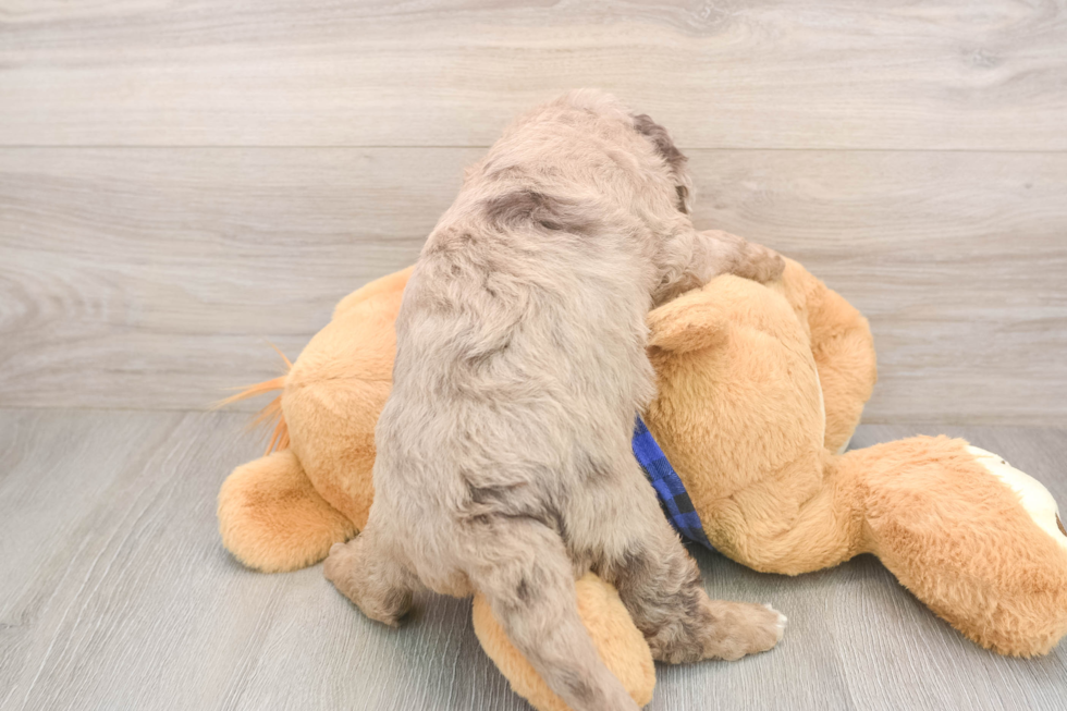 Playful Labrapoo Poodle Mix Puppy