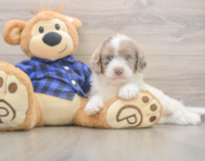 7 week old Mini Labradoodle Puppy For Sale - Windy City Pups