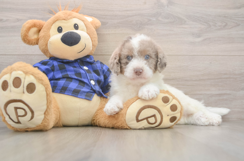 5 week old Mini Labradoodle Puppy For Sale - Windy City Pups