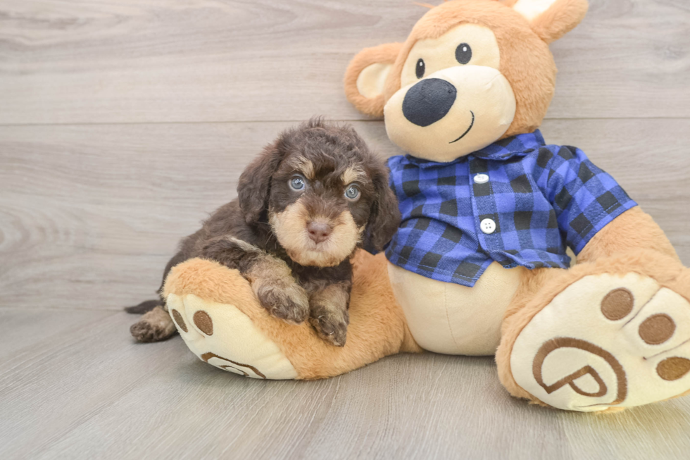Mini Labradoodle Pup Being Cute