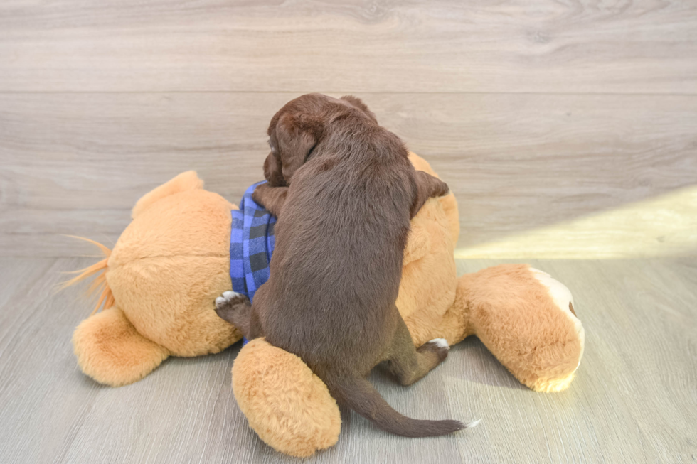 Mini Labradoodle Pup Being Cute