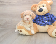 8 week old Mini Labradoodle Puppy For Sale - Windy City Pups