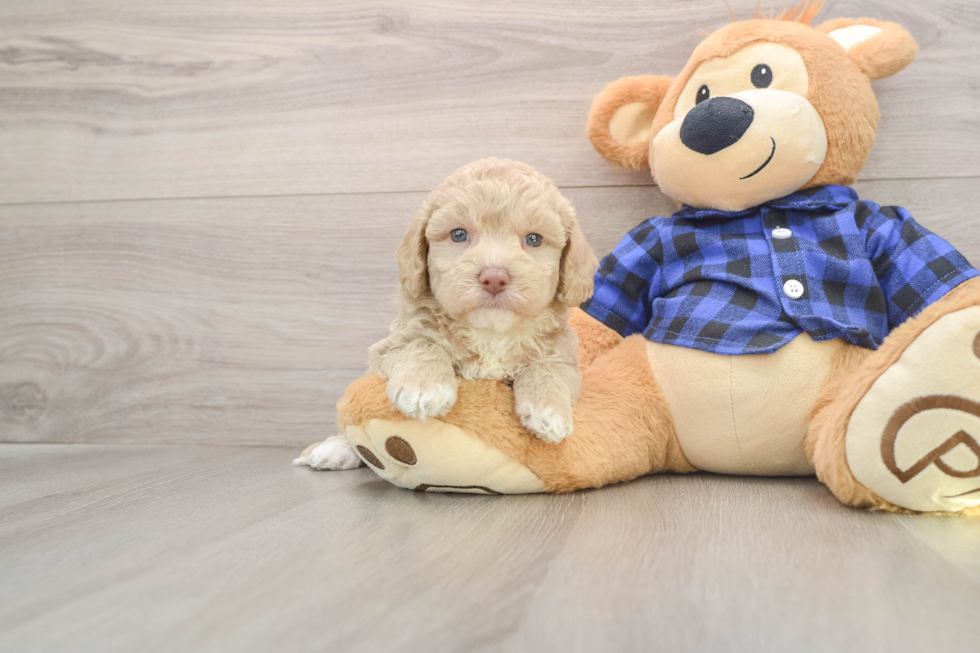 Fluffy Mini Labradoodle Poodle Mix Pup