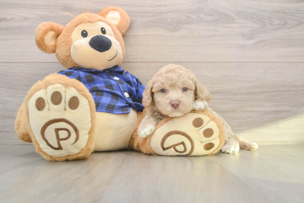 Mini Labradoodle Puppy for Adoption