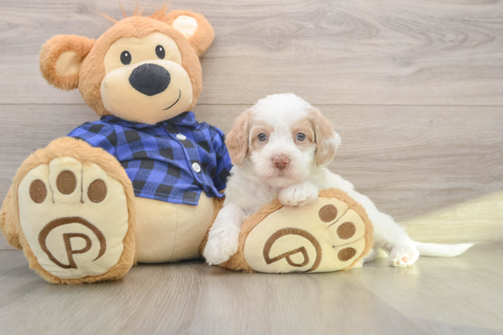 Mini Labradoodle Pup Being Cute