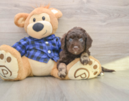 7 week old Mini Labradoodle Puppy For Sale - Windy City Pups