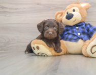 7 week old Mini Labradoodle Puppy For Sale - Windy City Pups