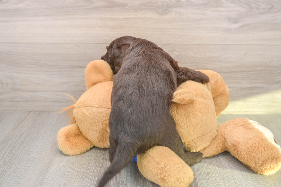 Petite Mini Labradoodle Poodle Mix Pup