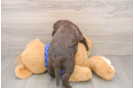 Mini Labradoodle Puppy for Adoption
