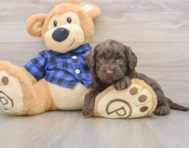 5 week old Mini Labradoodle Puppy For Sale - Windy City Pups