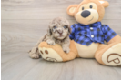 Mini Labradoodle Puppy for Adoption