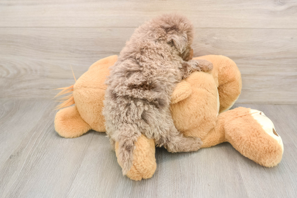 Mini Labradoodle Pup Being Cute