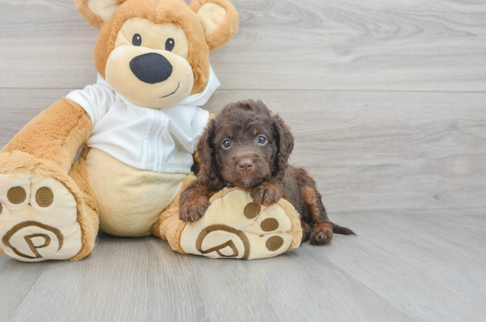 7 week old Mini Labradoodle Puppy For Sale - Windy City Pups