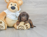 6 week old Mini Labradoodle Puppy For Sale - Windy City Pups