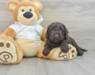 8 week old Mini Labradoodle Puppy For Sale - Windy City Pups