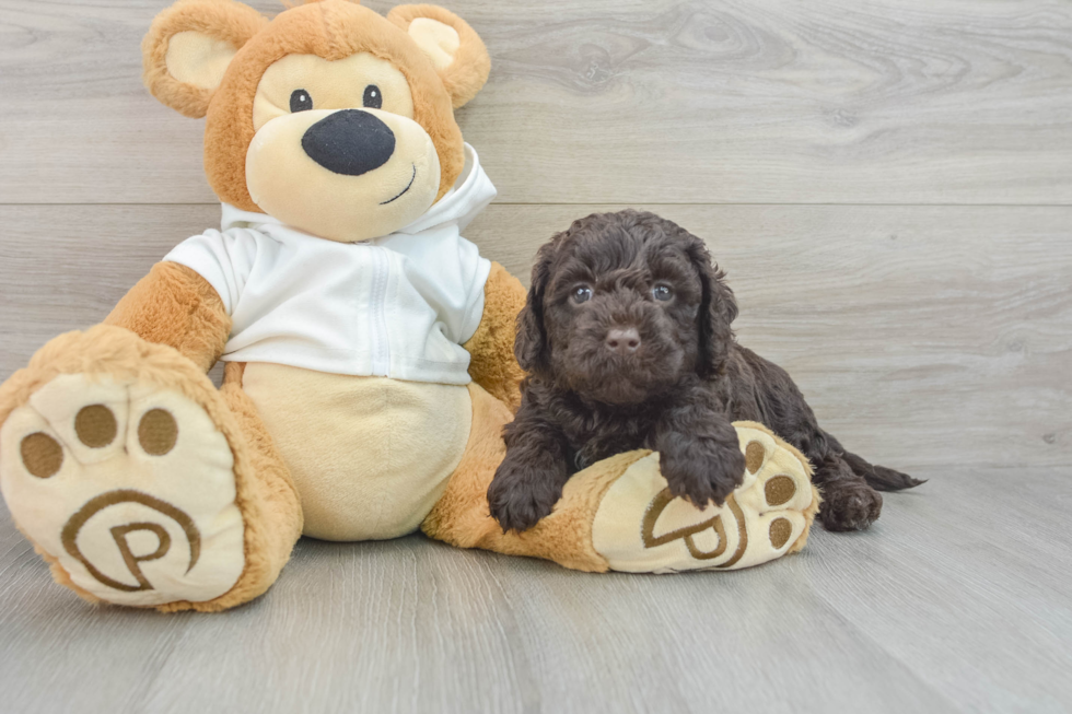 Mini Labradoodle Puppy for Adoption