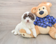 5 week old Mini Labradoodle Puppy For Sale - Windy City Pups