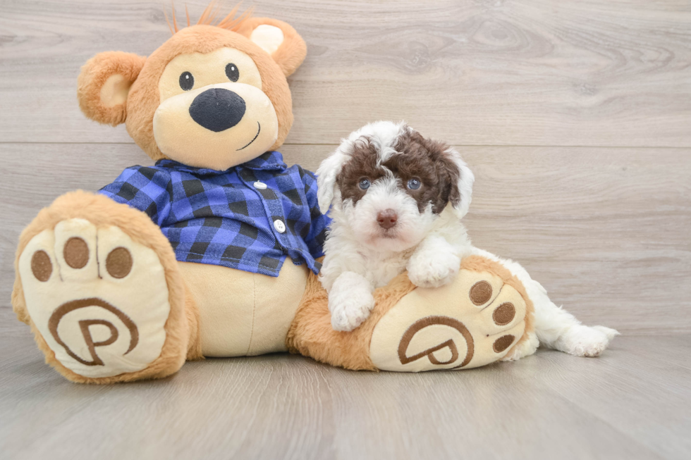 Mini Labradoodle Pup Being Cute