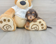 7 week old Mini Labradoodle Puppy For Sale - Windy City Pups