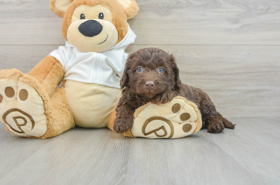 7 week old Mini Labradoodle Puppy For Sale - Windy City Pups