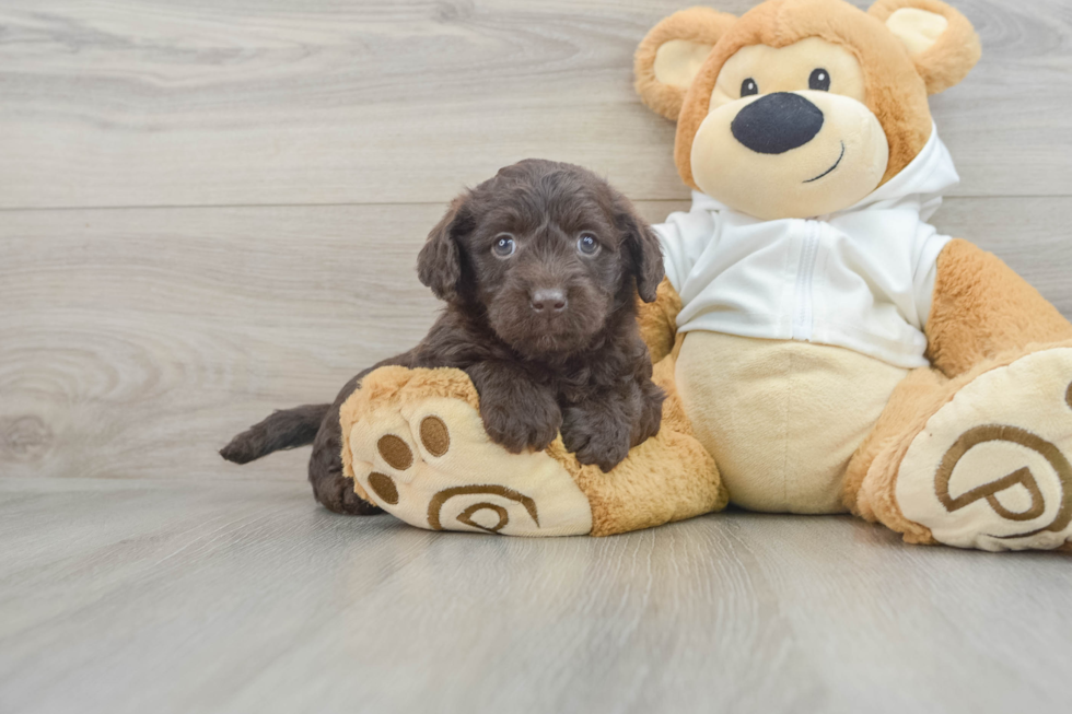 Little Labrapoo Poodle Mix Puppy