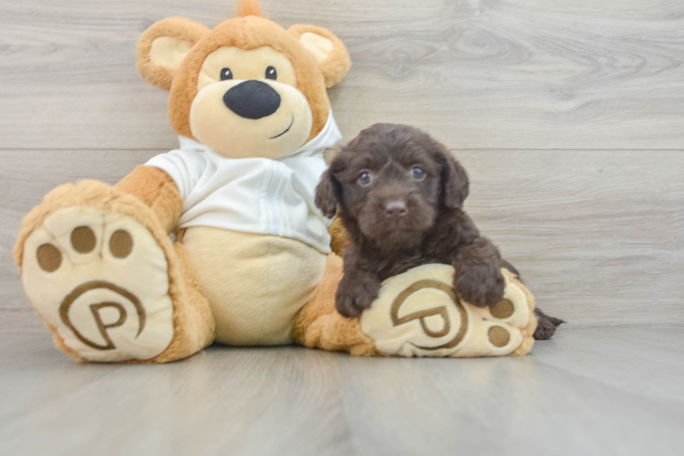 Happy Mini Labradoodle Baby