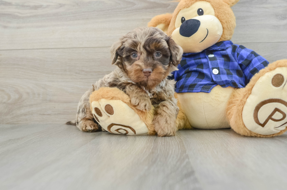 7 week old Mini Labradoodle Puppy For Sale - Windy City Pups