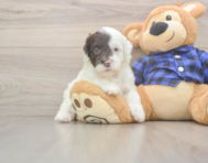 5 week old Mini Labradoodle Puppy For Sale - Windy City Pups