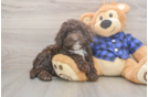 Mini Labradoodle Pup Being Cute