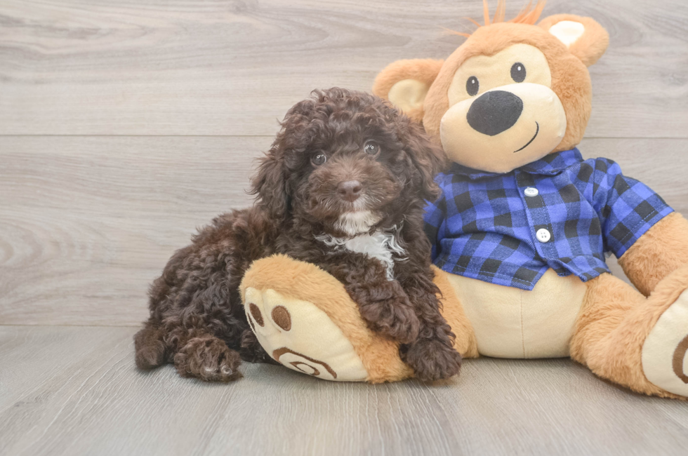 8 week old Mini Labradoodle Puppy For Sale - Windy City Pups